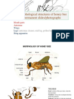 To Study Morphological Structures of Honey Bee Through Permanent Slides/photographs