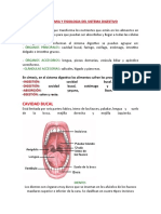 Anatomia y Fisiologia Del Sist Digestivo