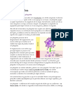 Generalidades de Las Plaquetas