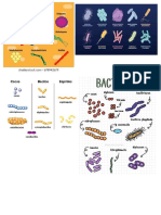 Tipos de Bacterias 2