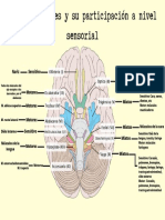 Pares Craneales y Su Participación A Nivel Sensorial