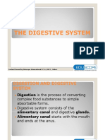 The Digestive System: A Guide to the Organs and Processes of Digestion