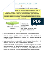 Sistema propioceptivo: información sensorial causada por contracción y estiramiento muscular