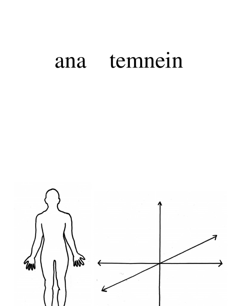 Esquemas Anatomia Pdf