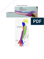 Músculos de Miembro Superior