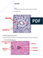 Nuclei: Activity 2: The Animal Cell