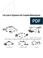 Life Cycle of Organisms With Complete Metamorphosis
