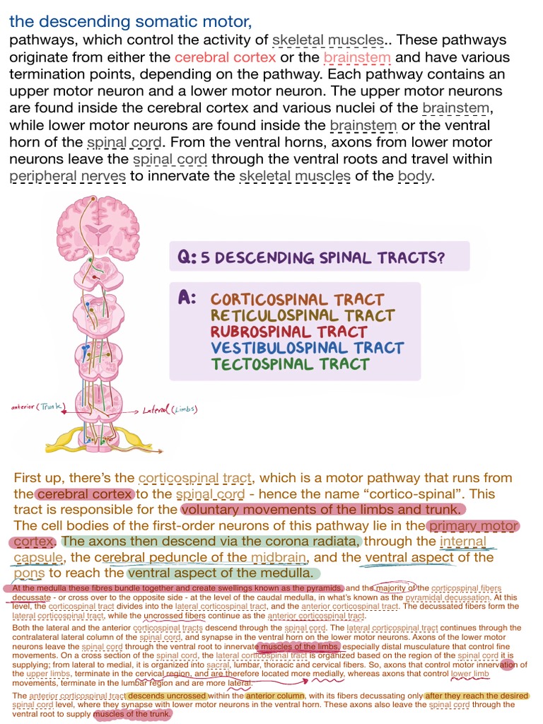 6 - Spinal Cord | PDF | Spinal Cord | Motor Neuron