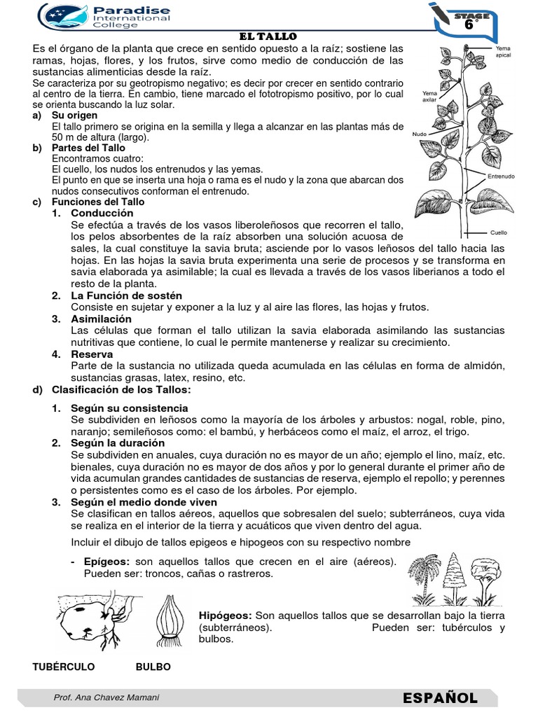 El Tallo | PDF | Tallo de la planta | Raíz