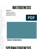 Spermatogenesis Group 4