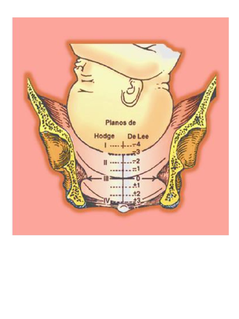 planos-de-hodge-y-estaciones-de-lee-1-pdf
