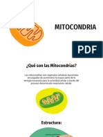 Mitocondrias