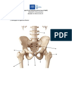 Guía de anatomía N°3 (1)