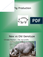 Pig Production - Comparing New and Old Genotypes