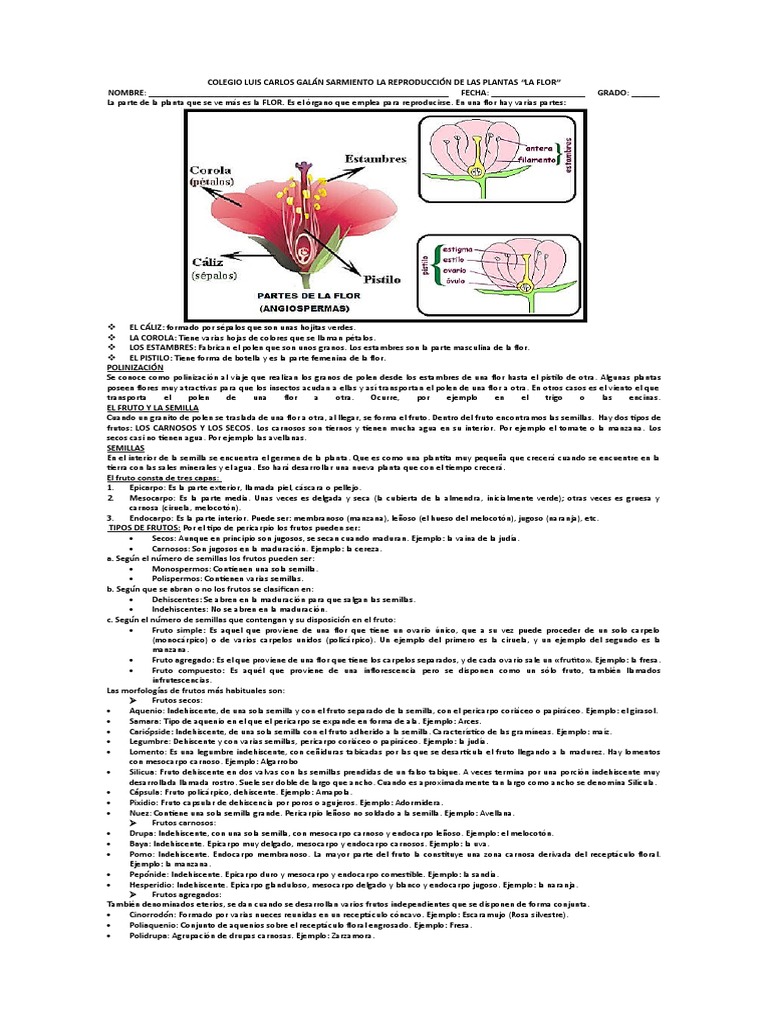 Transformación de Flor a Fruto en Plantas | PDF | Fruta | Flores