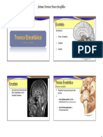 N002 Sistema Nervioso Tronco Encefálico Ed Física