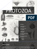 Protozoa: Single-Celled Microscopic Organisms