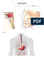 Técnico em Radiologia - Anatomia e Fisiologia II