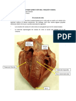 Materia de Fisiologia: Practica de Laboratorio (Disección Del Corazón Cerdo)