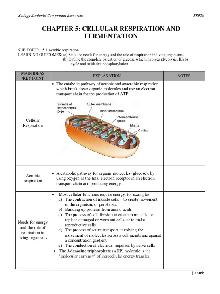 SB025 5. Cellular Respiration | PDF | Wellness | Science & Mathematics