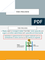 The Phloem