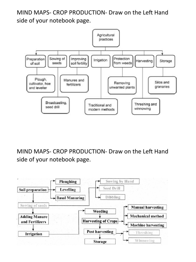 MINDMAP Crop Production and Management | PDF | Home & Garden | Art
