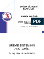 Üreme Sis Anatomi