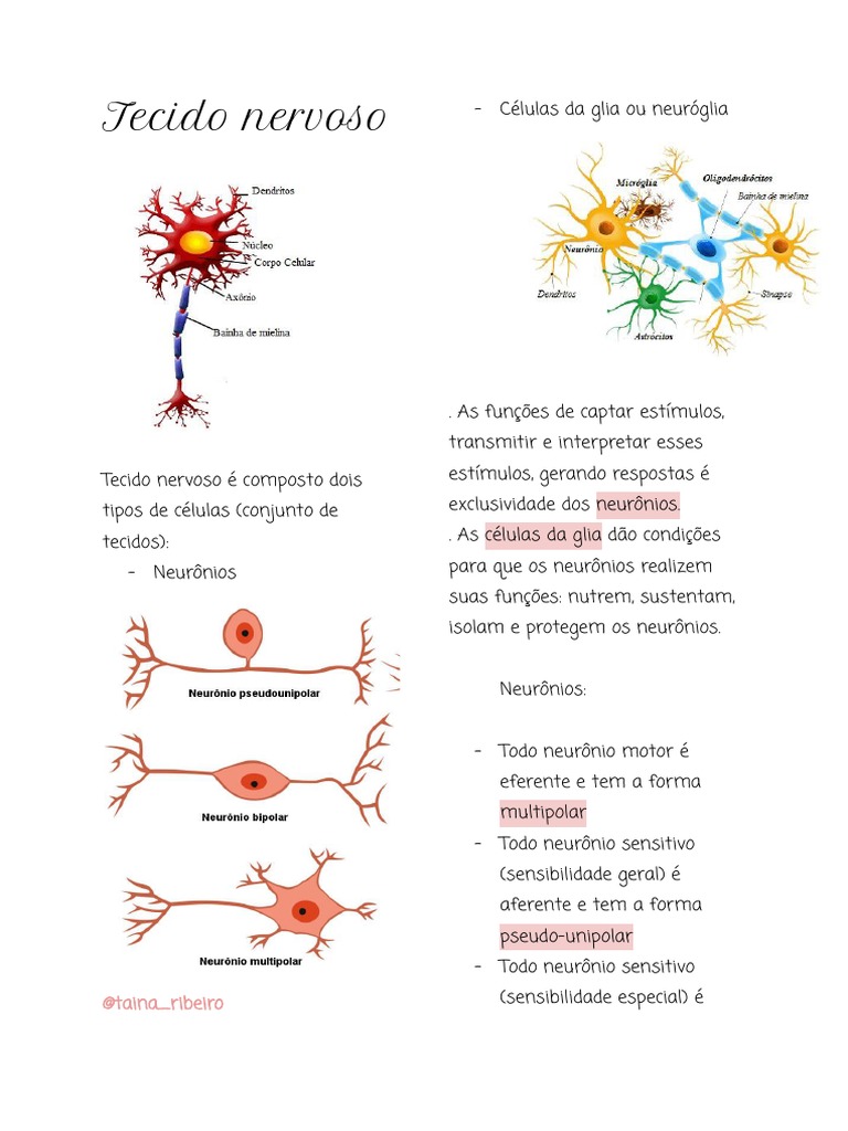 As funções dos neurônios e das células da glia no tecido nervoso | PDF ...