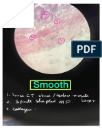 Collagen: Spindel