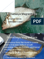 Pomadasys Magranthans