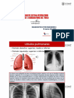 Segmento Sistema Respiratorio Clase 1: Radioanatomia Del Torax