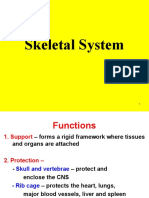 Skeletal System Functions and Components