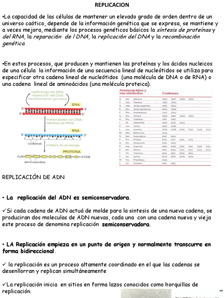 Etapas de la Replicación del ADN | PDF | Replicación De Adn | Adn