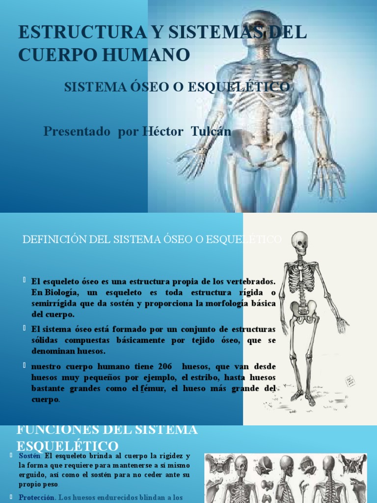 Estructura y Sistemas Del Cuerpo Humano | PDF | Hueso | Esqueleto