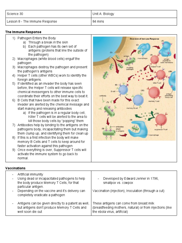 Immune Response and Vaccination Overview | PDF | Immune System | Antigen