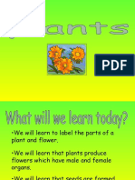 Plants