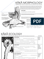 Feathered Friends Kaka Morphology Ecology