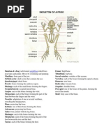 Frog Skeleton | Vertebra | Vertebral Column