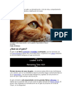 Te Explicamos Qué Es Un Gato Informe Final