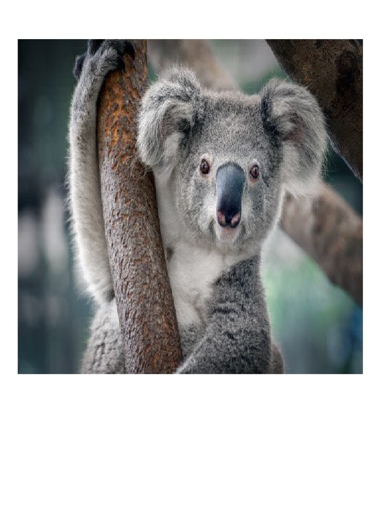 El Koala | PDF | Hogar y jardín