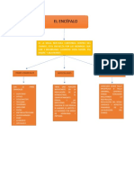 Organigrama Bases Biologicas