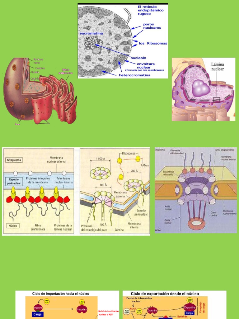DEFINITION DE NUCLEO visual data 4