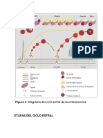 Etapas Del Ciclo Estral PDF