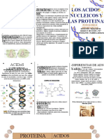 Cyt-Acidos Nucleicos