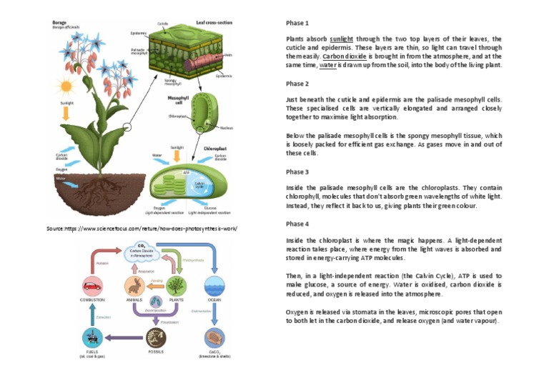 Photosynthesis 1 PDF Leaf Stoma