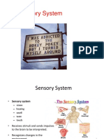 Sensory System KL