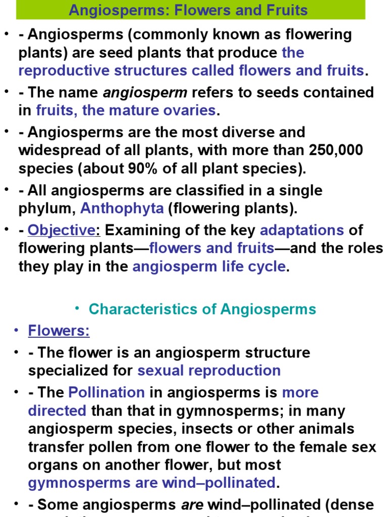 Angiosperms: Key Features and Lifecycle | PDF | Fruit | Flowers