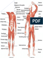 Kami Export - Eder Fuente Trapote - Muscular System PDF