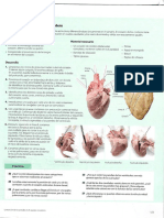 Disección de Corazón PDF