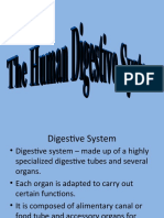 13 Digestion 1